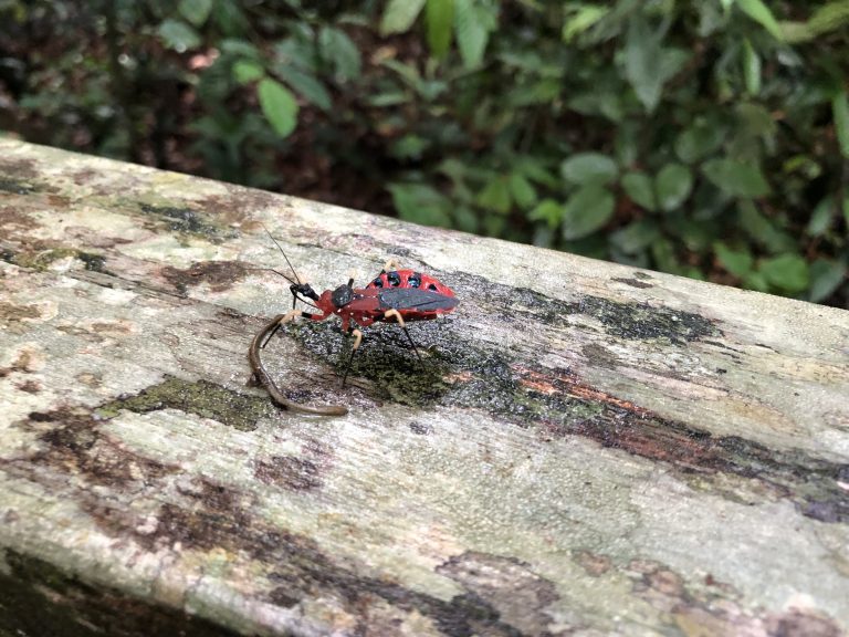 Na Borneo czasem słońce, czasem deszcz