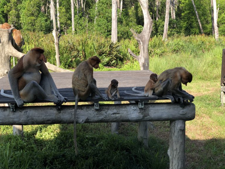 Nosacze – „Janusze” z Borneo